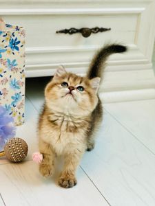 Британська золота шиншилла