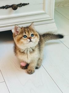 Британська золота шиншилла