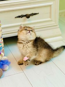 Британська золота шиншилла