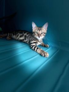 Бенгальські золоті кошенята