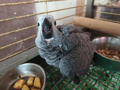 Ручной птенец алохвостого жако. 2 мес