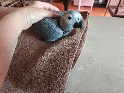 Ручной птенец алохвостого жако. 2 мес