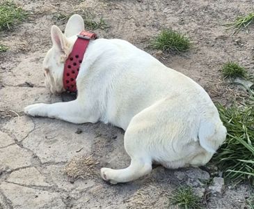 В'язка французький бульдог ПІНК(ФЛАФІ)
