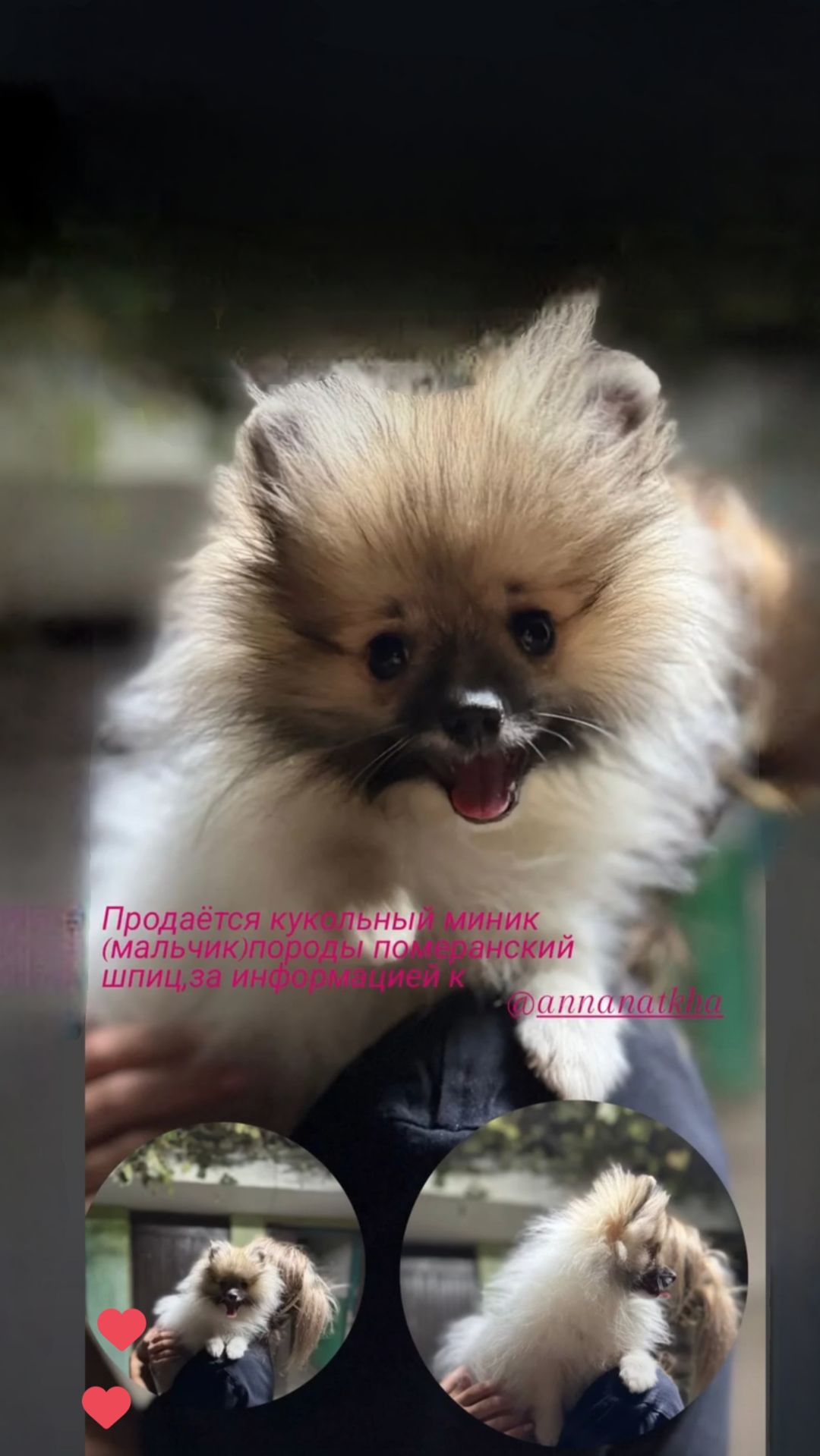 Хлопчик Померанський шпіц