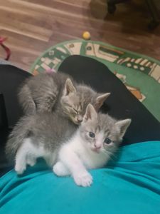 Кошенята