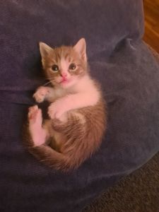 Кошенята