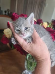 Кошенята