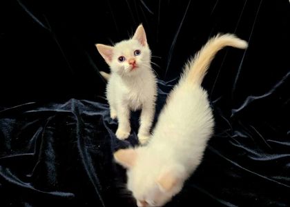 Чистокровные голубоглазые тайские котята крем поинт.