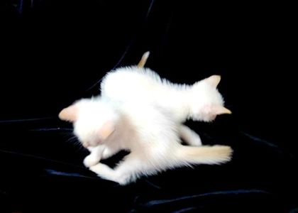 Чистокровные голубоглазые тайские котята крем поинт.