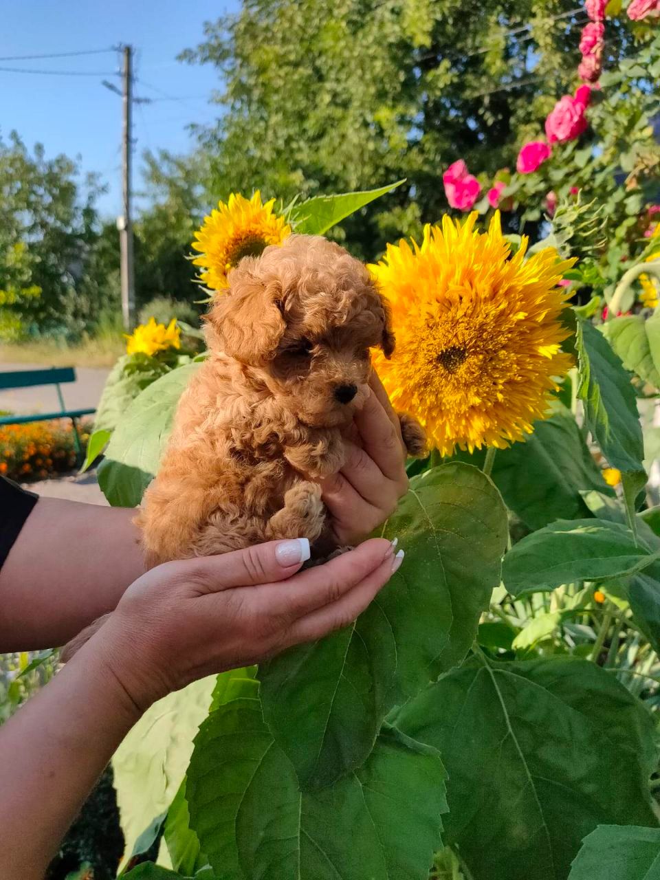 Цуценята мальтіпу Ф2
