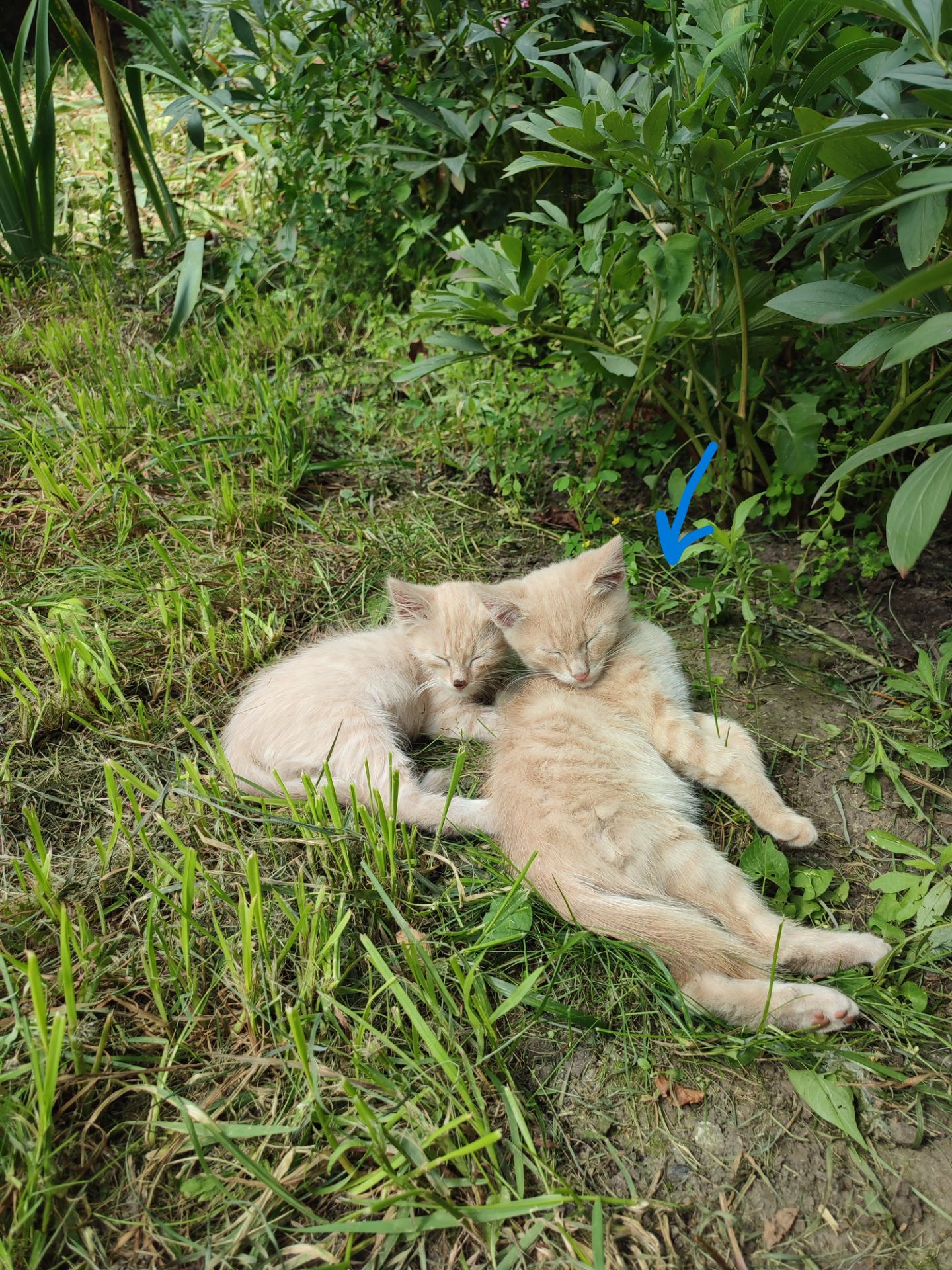 Кошеня, 4 місяці, хлопчик