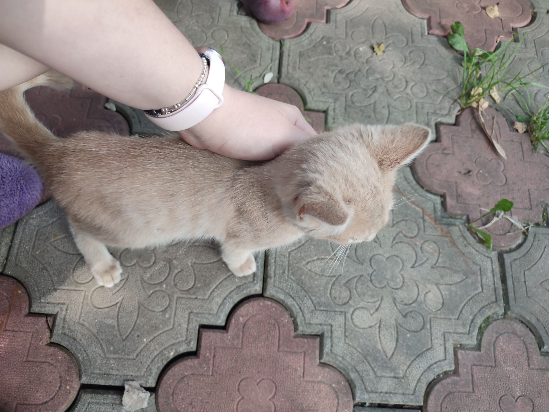 Кошеня, 4 місяці, хлопчик
