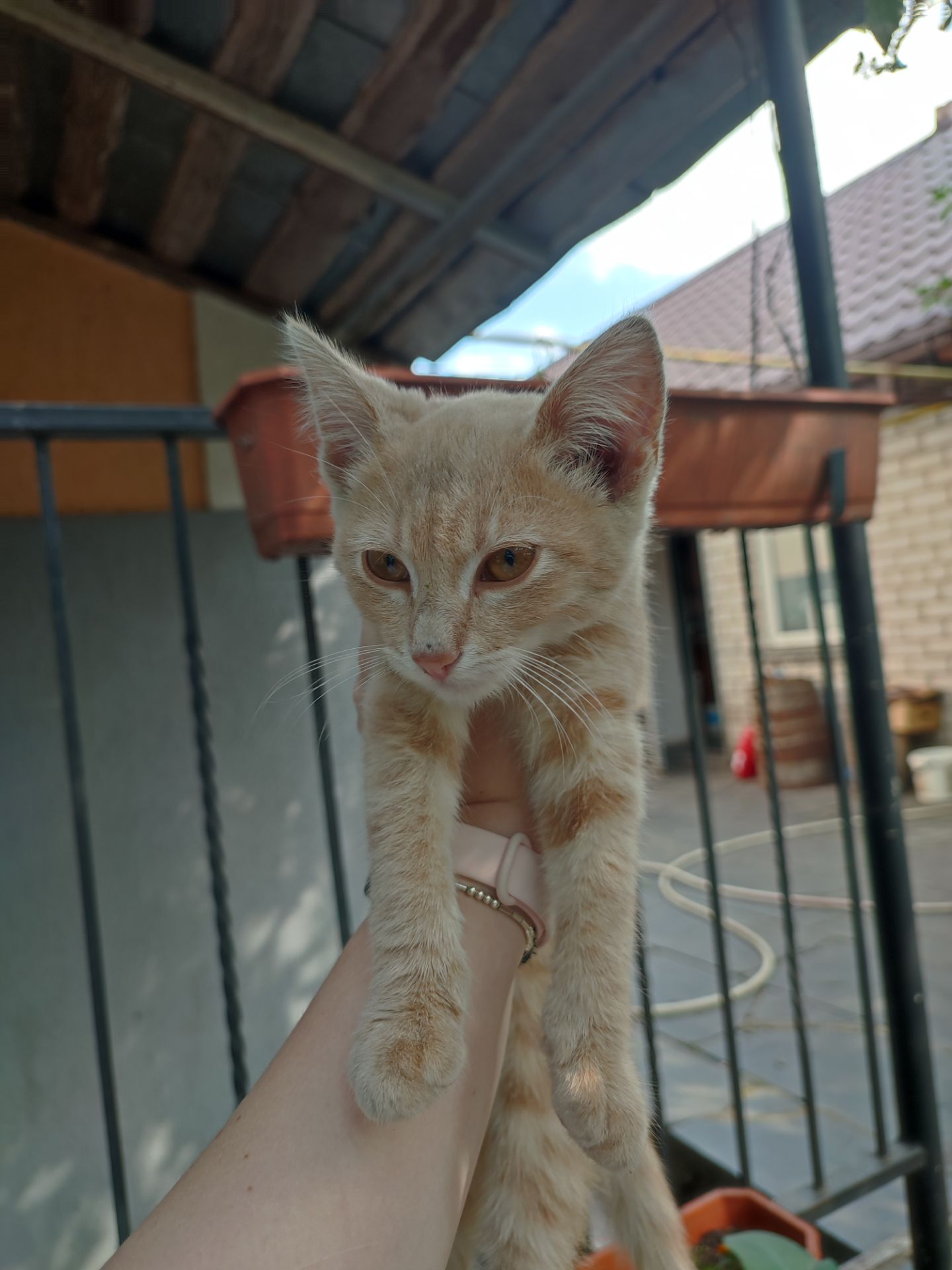 Кошеня, 4 місяці, хлопчик