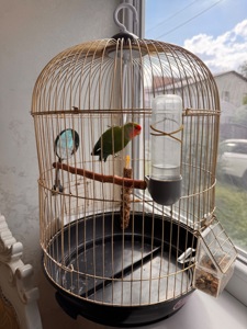 Рожевощокий