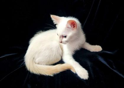 Чистокровный голубоглазый тайский котенок редкого окраса