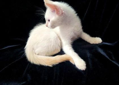 Чистокровный голубоглазый тайский котенок редкого окраса