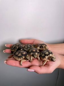 Черепаха сухопутна, балканська черепаха, шпороносна, середньоазійська