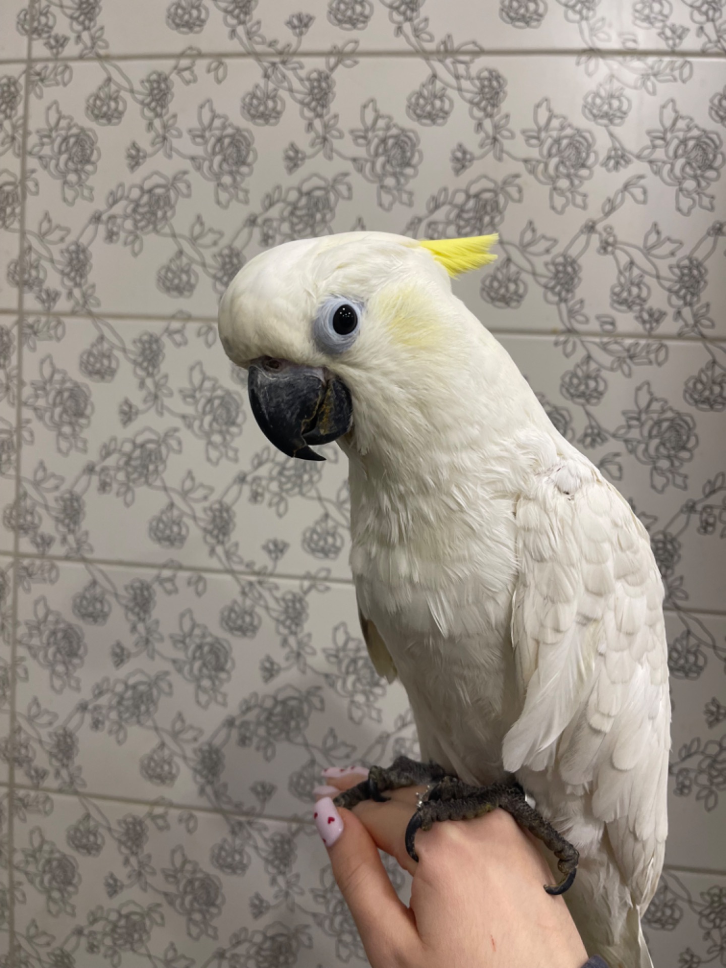 Веселий жовтохохлий какаду