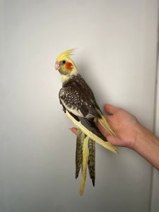 Корела викормиші папуги, окільцьовані та всі з ДНК тестом