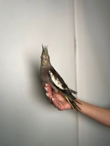 Корела викормиші папуги, окільцьовані та всі з ДНК тестом