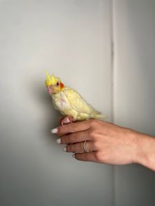 Корела викормиші папуги, окільцьовані та всі з ДНК тестом
