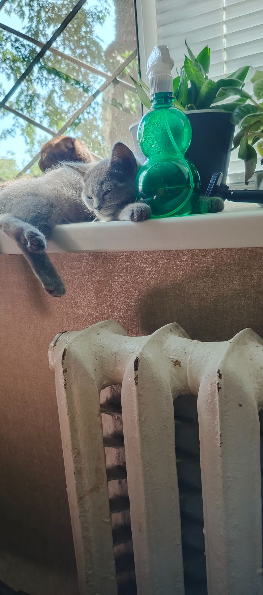 Кошеня