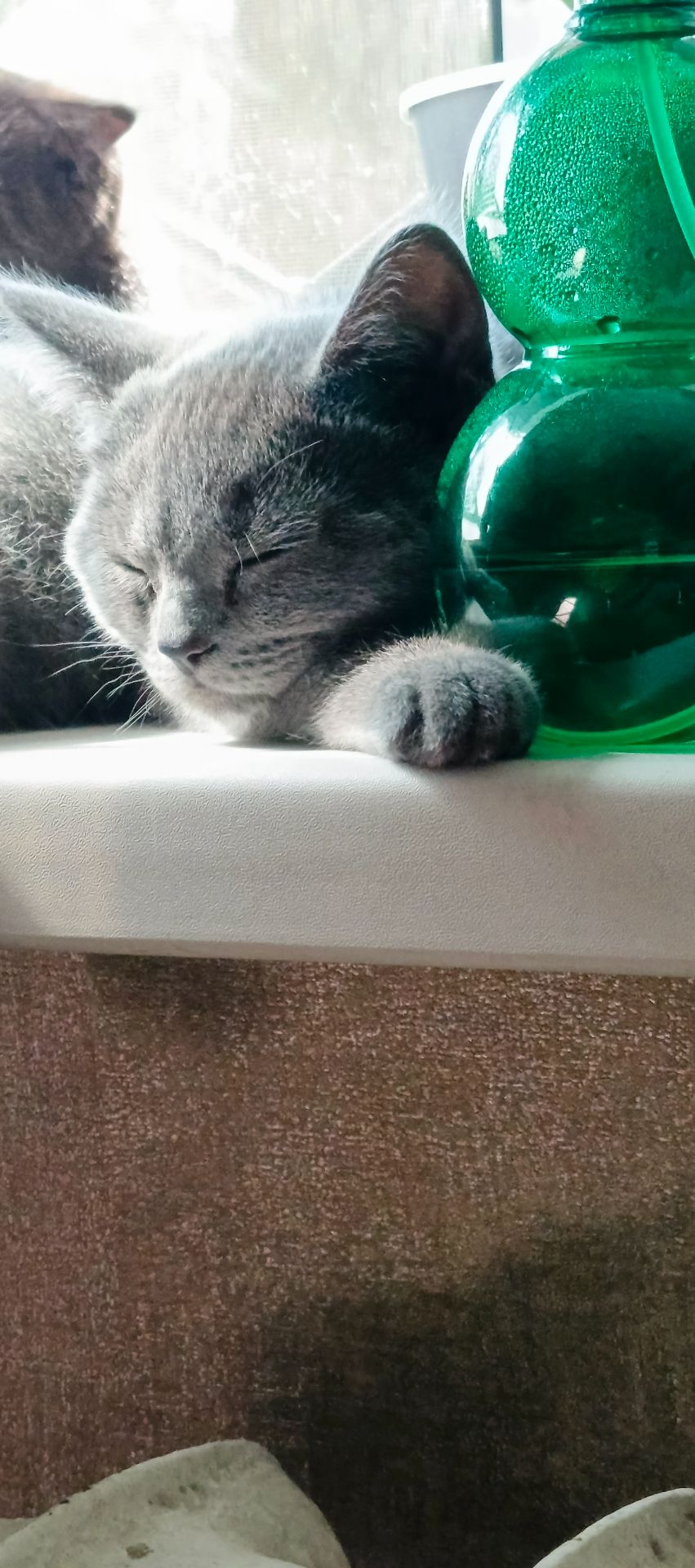 Кошеня