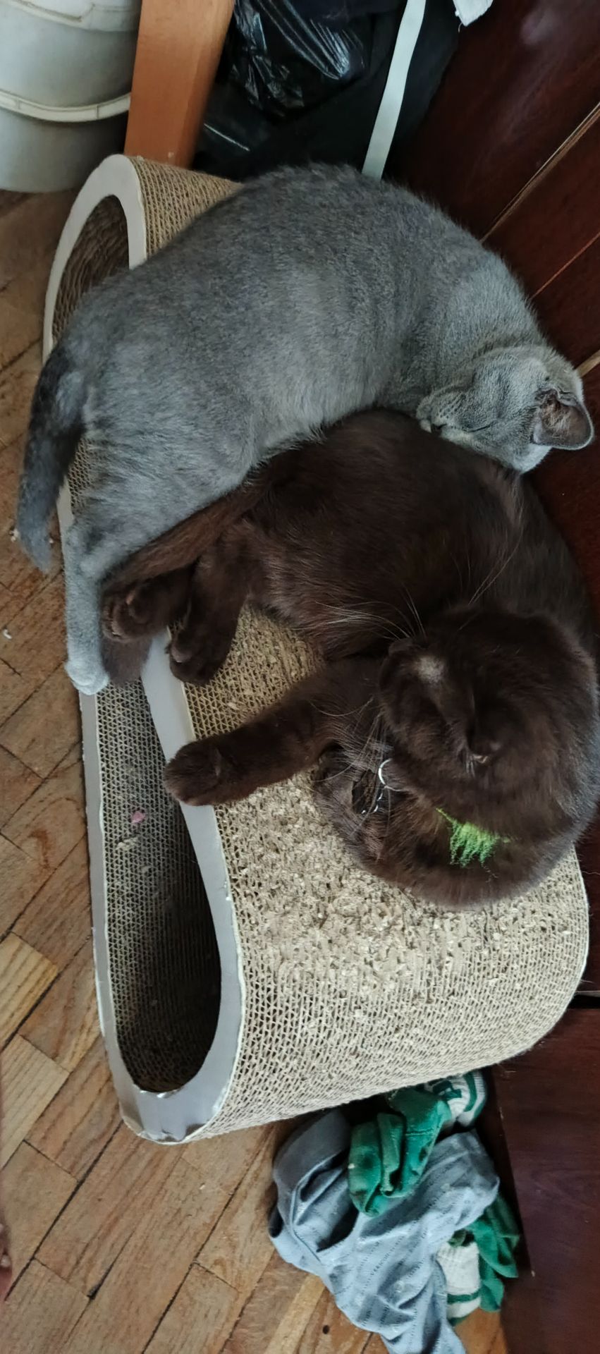 Кошеня