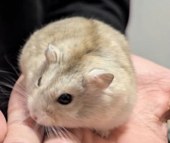 Хом'як 🐹