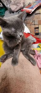 Кошеня