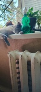 Кошеня