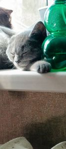 Кошеня