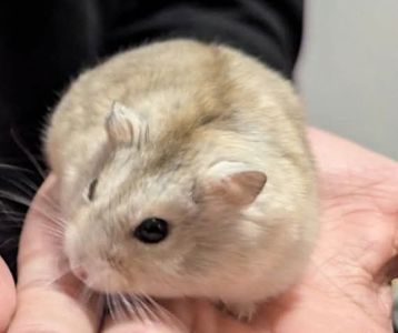Хом'як 🐹