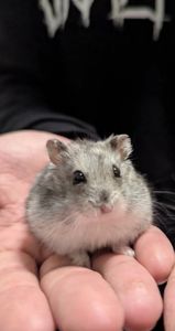 🐹хлопчик