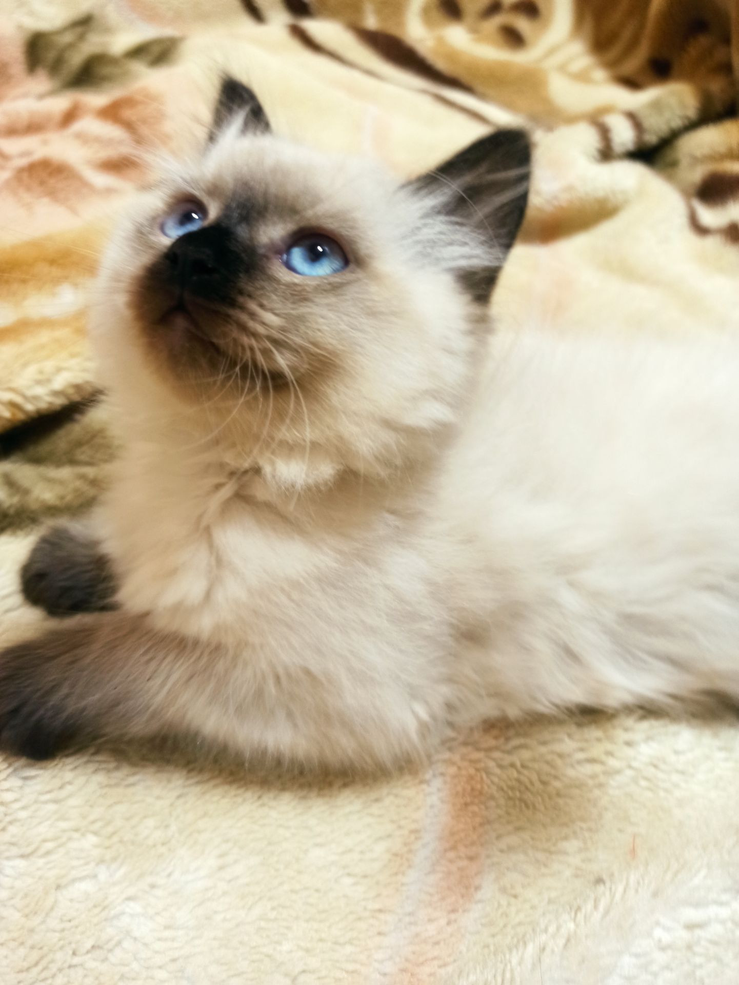 Кошенята невські маскарадні