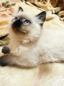 Кошенята невські маскарадні