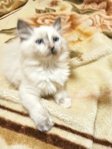 Кошенята невські маскарадні