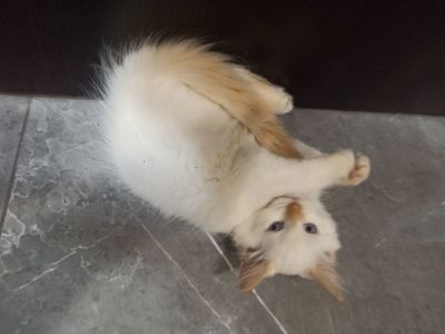 Кошенята невські маскарадні