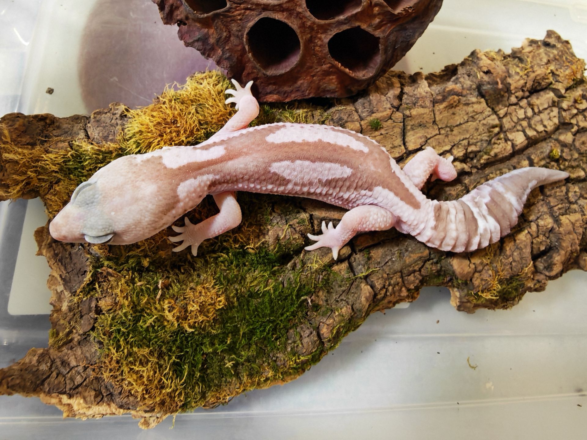 Hemitheconyx (гекон товстохвостий)