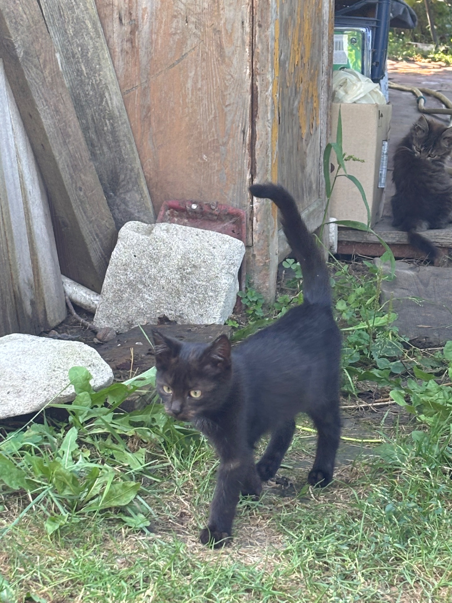 Котята бесплатно