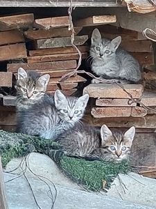 Віддам в добрі руки