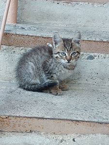 Віддам в добрі руки