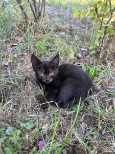 Котята бесплатно