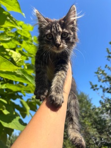 Котята бесплатно