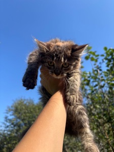 Котята бесплатно