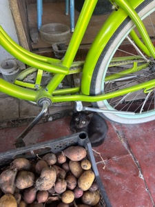 Котята бесплатно