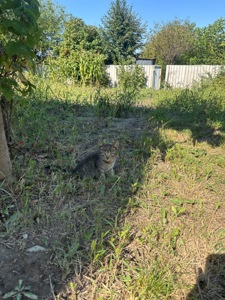 Котята бесплатно