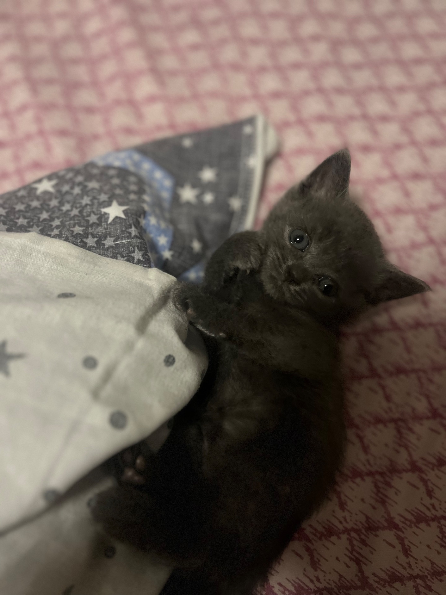 Британський котик
