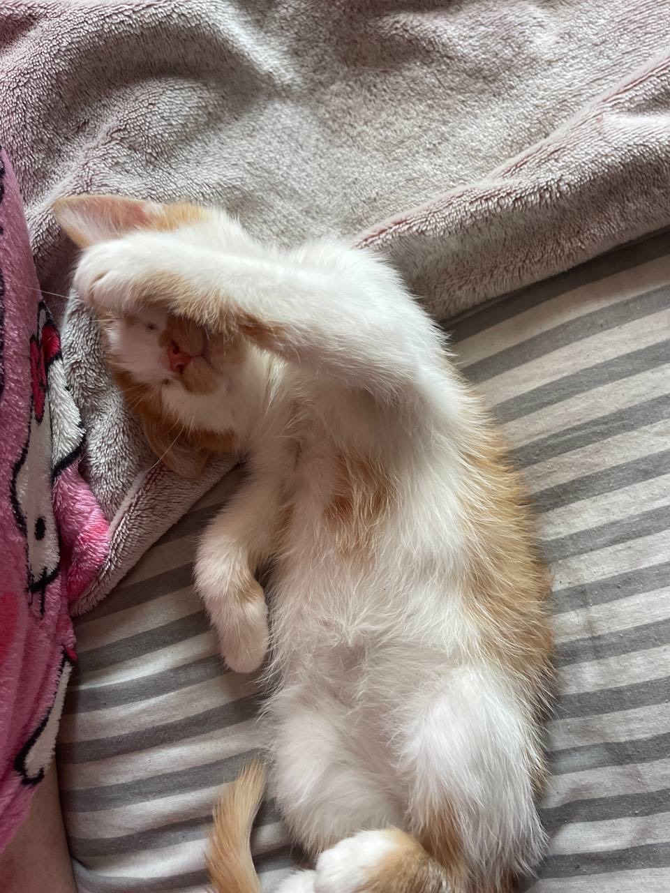 Котик в гарні руки