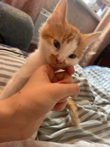 Котик в гарні руки